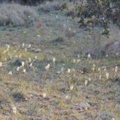 Stackhousia monogyna (Creamy Candles) at Tennent, ACT - 17 Sep 2014 by MichaelBedingfield