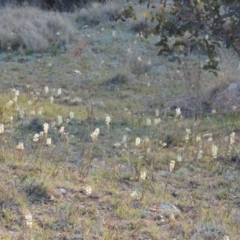 Stackhousia monogyna (Creamy Candles) at Tennent, ACT - 17 Sep 2014 by MichaelBedingfield