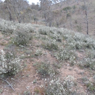 Cryptandra amara (Bitter Cryptandra) at Gigerline Nature Reserve - 17 Sep 2014 by michaelb