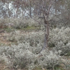 Cryptandra amara at Tennent, ACT - 17 Sep 2014