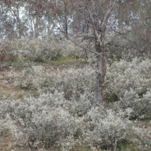 Cryptandra amara at Tennent, ACT - 17 Sep 2014 07:01 PM