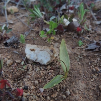 Ophioglossum lusitanicum subsp. coriaceum (Austral Adder's Tongue) at Gigerline Nature Reserve - 17 Sep 2014 by michaelb