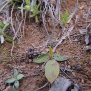 Ophioglossum lusitanicum subsp. coriaceum at Tennent, ACT - 17 Sep 2014