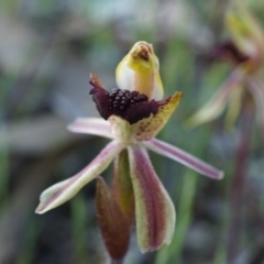 Caladenia actensis (Canberra Spider Orchid) by AaronClausen