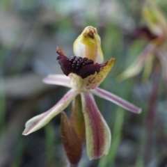 Caladenia actensis (Canberra Spider Orchid) at Majura, ACT - 21 Sep 2014 by AaronClausen