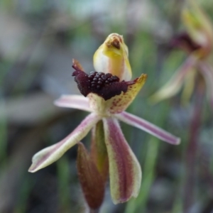 Caladenia actensis at suppressed - suppressed