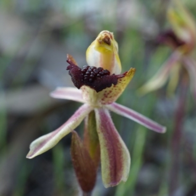 Caladenia actensis (Canberra Spider Orchid) by AaronClausen