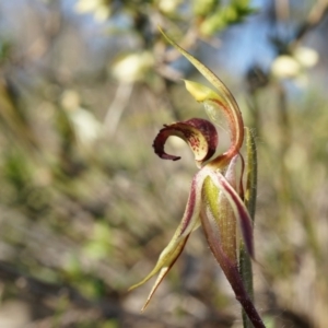 Caladenia actensis at suppressed - 21 Sep 2014