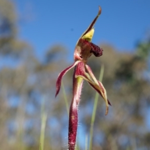 Caladenia actensis at suppressed - suppressed