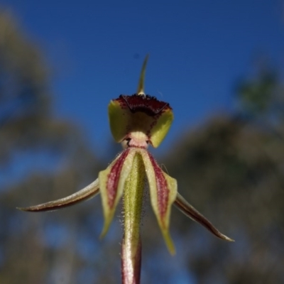 Caladenia actensis (Canberra Spider Orchid) at Majura, ACT by AaronClausen