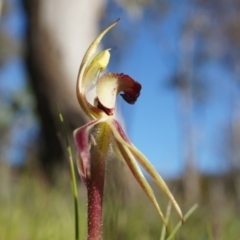 Caladenia actensis (Canberra Spider Orchid) by AaronClausen