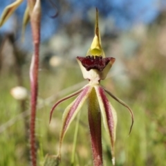 Caladenia actensis (Canberra Spider Orchid) at Majura, ACT by AaronClausen