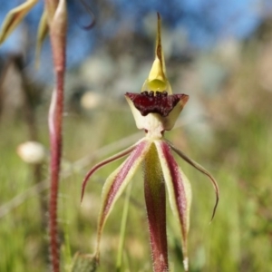 Caladenia actensis at suppressed - 21 Sep 2014