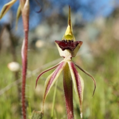 Caladenia actensis (Canberra Spider Orchid) by AaronClausen