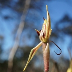 Caladenia actensis (Canberra Spider Orchid) by AaronClausen
