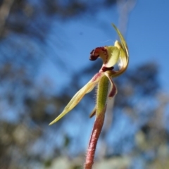 Caladenia actensis (Canberra Spider Orchid) by AaronClausen