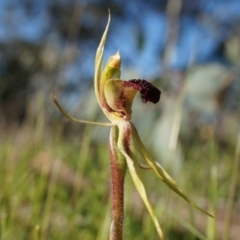 Caladenia actensis (Canberra Spider Orchid) at Majura, ACT - 21 Sep 2014 by AaronClausen