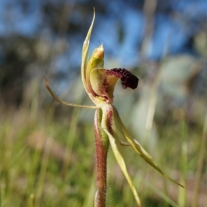 Caladenia actensis at suppressed - suppressed