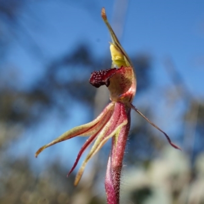 Caladenia actensis (Canberra Spider Orchid) by AaronClausen