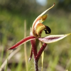 Caladenia actensis (Canberra Spider Orchid) at Majura, ACT - 21 Sep 2014 by AaronClausen