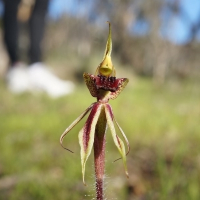 Caladenia actensis (Canberra Spider Orchid) by AaronClausen