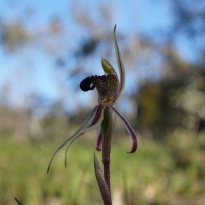 Caladenia actensis (Canberra Spider Orchid) by AaronClausen