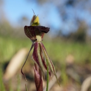 Caladenia actensis at suppressed - 21 Sep 2014