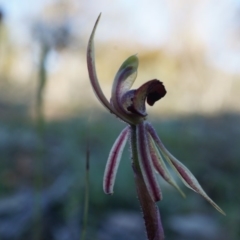 Caladenia actensis (Canberra Spider Orchid) at Majura, ACT - 21 Sep 2014 by AaronClausen