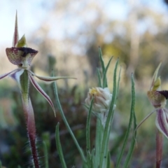 Caladenia actensis (Canberra Spider Orchid) by AaronClausen