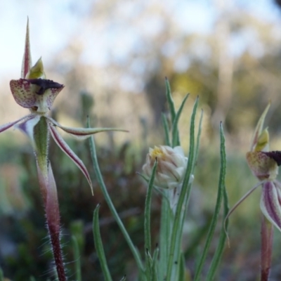 Caladenia actensis (Canberra Spider Orchid) at Majura, ACT - 21 Sep 2014 by AaronClausen