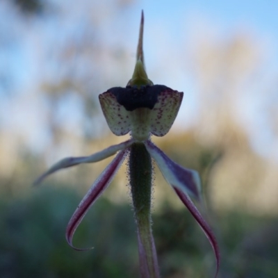 Caladenia actensis (Canberra Spider Orchid) at Majura, ACT - 21 Sep 2014 by AaronClausen