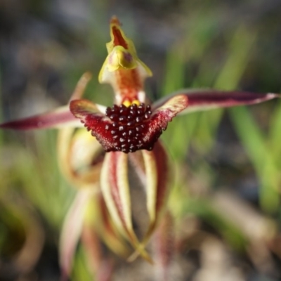 Caladenia actensis (Canberra Spider Orchid) at Majura, ACT - 21 Sep 2014 by AaronClausen