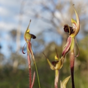 Caladenia actensis at suppressed - suppressed