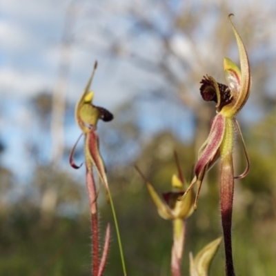 Caladenia actensis (Canberra Spider Orchid) at Majura, ACT - 21 Sep 2014 by AaronClausen