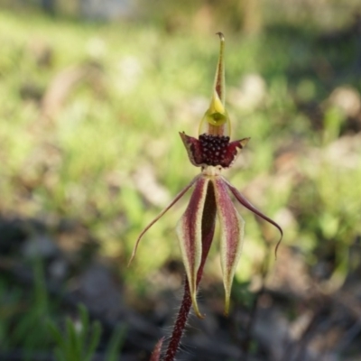 Caladenia actensis (Canberra Spider Orchid) by AaronClausen