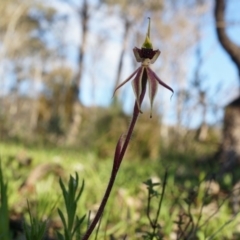 Caladenia actensis at suppressed - 21 Sep 2014