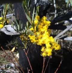 Acacia buxifolia subsp. buxifolia (Box-leaf Wattle) at Paddys River, ACT - 20 Sep 2014 by galah681