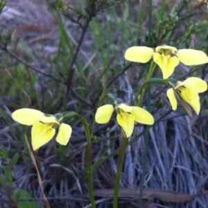 Diuris chryseopsis at Cook, ACT - 21 Sep 2014