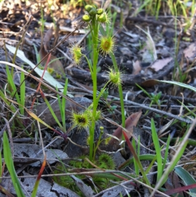 Drosera sp. (A Sundew) at Belconnen, ACT - 21 Sep 2014 by JasonC