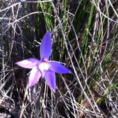 Glossodia major (Wax Lip Orchid) at Cook, ACT - 21 Sep 2014 by JasonC