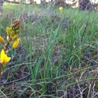 Bulbine bulbosa (Golden Lily, Bulbine Lily) at Belconnen, ACT - 21 Sep 2014 by JasonC