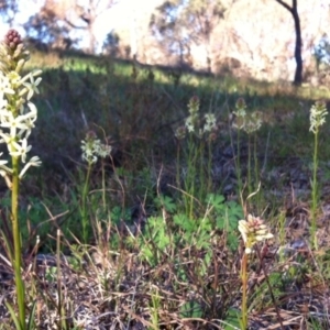 Stackhousia monogyna at Belconnen, ACT - 21 Sep 2014