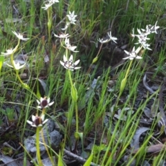 Wurmbea dioica subsp. dioica (Early Nancy) at Mount Painter - 21 Sep 2014 by JasonC