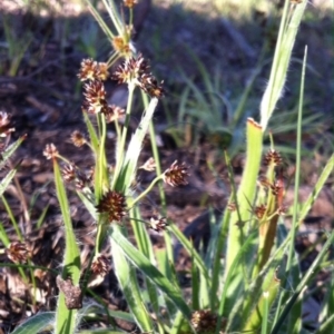 Luzula densiflora at Belconnen, ACT - 21 Sep 2014 04:17 PM