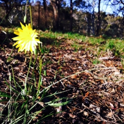 Microseris walteri (Yam Daisy, Murnong) at Cook, ACT - 21 Sep 2014 by JasonC