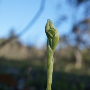 Hymenochilus sp. at Majura, ACT - 21 Sep 2014