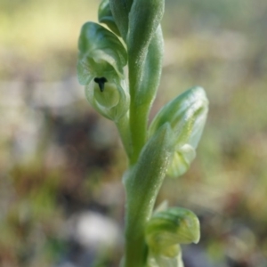 Hymenochilus cycnocephalus at Majura, ACT - 21 Sep 2014