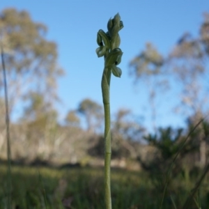 Hymenochilus bicolor (ACT) = Pterostylis bicolor (NSW) at Majura, ACT - 21 Sep 2014