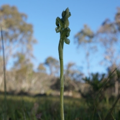 Hymenochilus bicolor (Black-tip Greenhood) at Majura, ACT - 21 Sep 2014 by AaronClausen