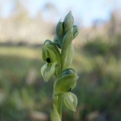 Hymenochilus bicolor (ACT) = Pterostylis bicolor (NSW) at Majura, ACT - 21 Sep 2014